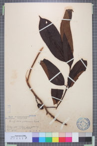 Specimen thumbnail